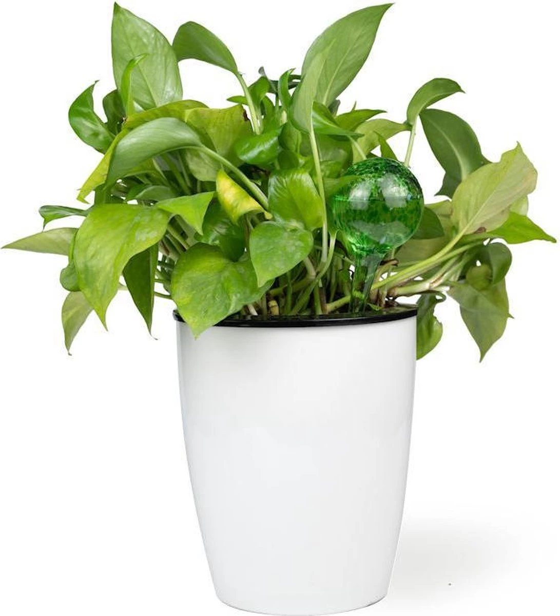 Merkloos Decopatent® 4 Stuks - Waterdruppelaar Voor Planten - Watergever - Glas - Waterbollen - Watergeefsysteem - Plantenbollen - Groen - Afbeelding 6