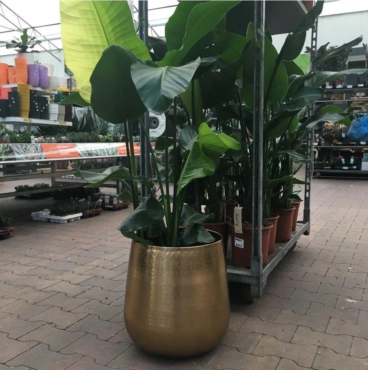 Gina Da Bloempot Karakter Goud - XL - Afbeelding 3