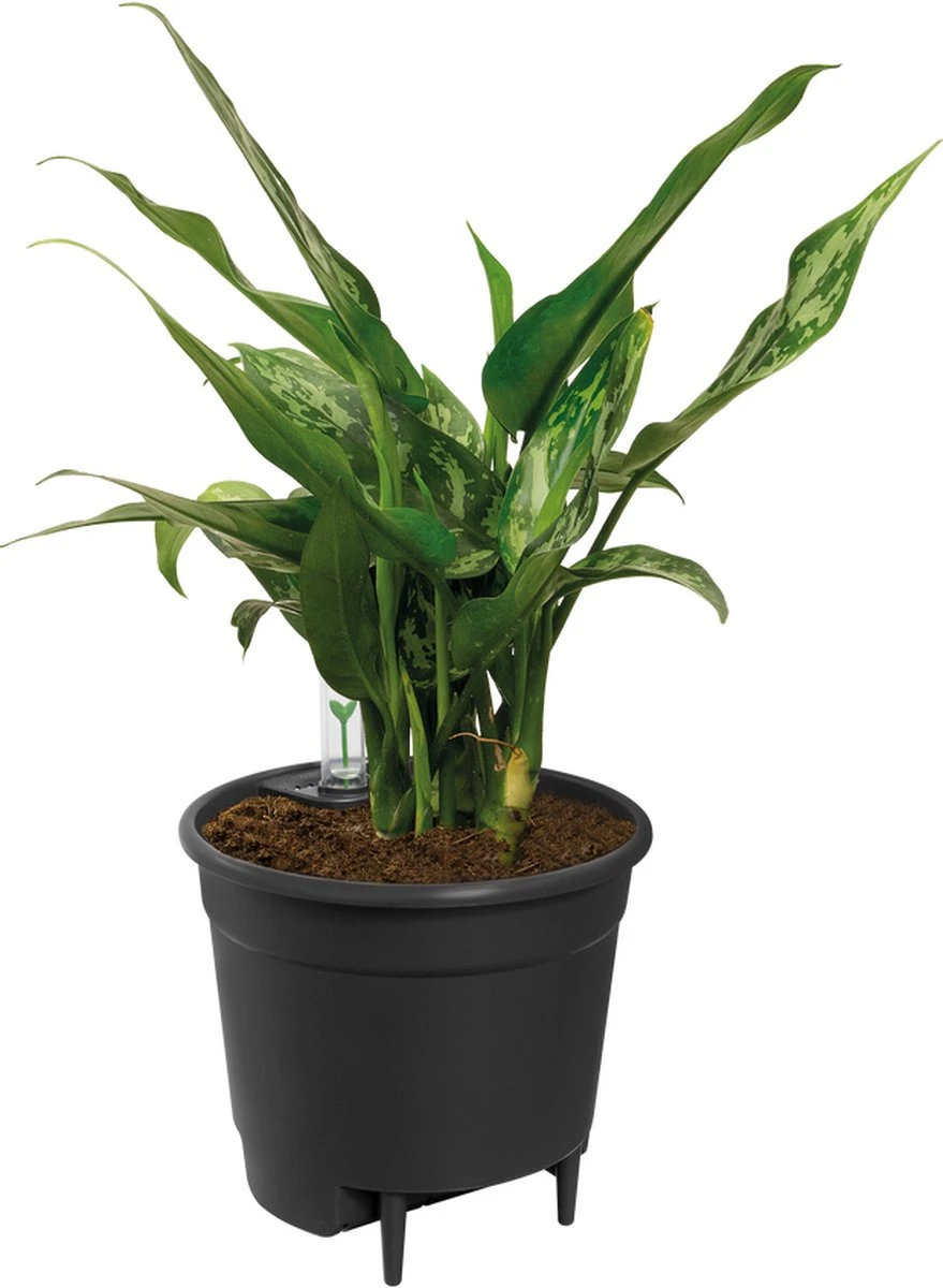 Elho Self-watering Insert 24 - Accessoires Voor Binnenaccessoires - Ø 23.7 X H 22.2 Cm - Zwart/Living Black - Afbeelding 2